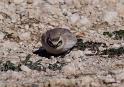 Horned Lark _0736